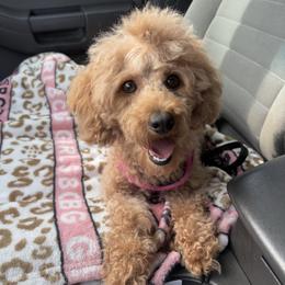 Cocoa - Poodle