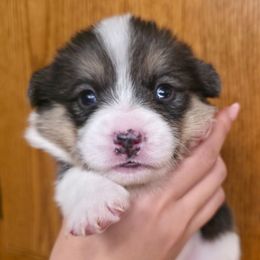 Girl 4 - White and black female Pembroke Welsh Corgi puppy in San Diego, California from San Diego Corgis