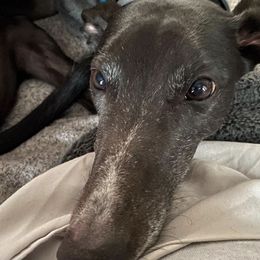 Greyhounds from Great Acres Farm