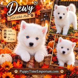 Dewy - 1800 - White male Pomsky puppy in Spring Hill, Florida from www.PuppyTimeEmporium.com