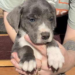 Mountain Cur Puppies from Walnut Ridge Mountain Curs