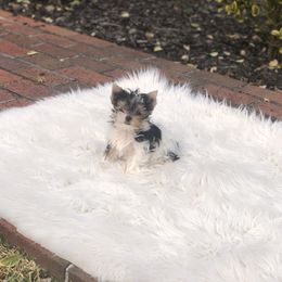 Yorkshire Terrier Puppies from Mountain Magic Yorkies