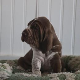 Reese - White and chestnut female Bracco Italiano puppy in New Mexico from HighBrassGunDogs