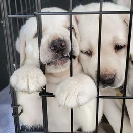 Labrador Retriever Puppies from Texas Finest English Labradors