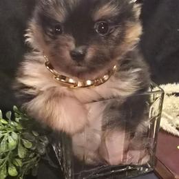 Merle large - Blue merle male Pomeranian puppy in Bloomingdale, New Jersey from Bella Luna Pomeranians