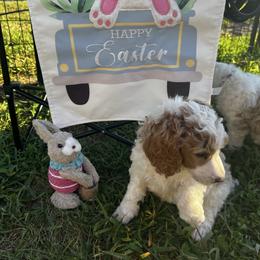 Amber (yellow collar) - Parti female Poodle puppy in Port Saint Lucie, Florida from Abbott Standard Poodles