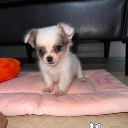 Gargamel - Merle male Chihuahua puppy in Naples, Florida from Naples Tiny Dogs