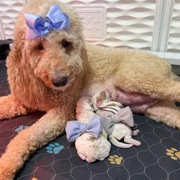 Goldendoodle puppies from Magdoodles