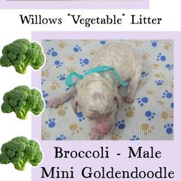 Broccoli - Apricot male Goldendoodle puppy in Grabill, Indiana from Rose's Doodles
