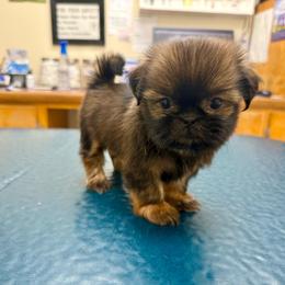 Fern - Red female Shih Tzu puppy in Alice, Texas from Altas Palmas Shih Tzu