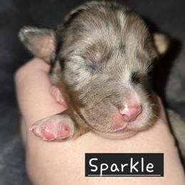 Australian Shepherd Puppies from Arbor hill Australian Shepherds