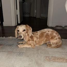 Dachshund All Grown Up from BTX Dachshunds