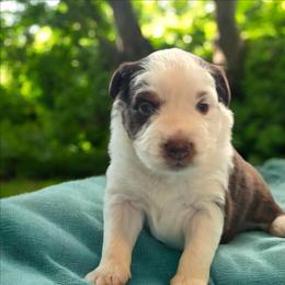 Butterscotch - Red tri male Miniature Australian Shepherd puppy in Boonville, New York from Amy & Dan's Awesome Aussies