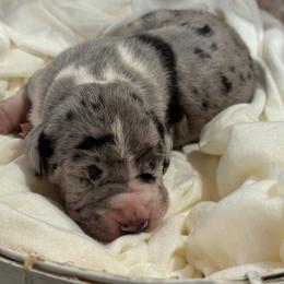 Merle 2 - Merle male Great Dane puppy in Washington, Pennsylvania from City Slicker Danes