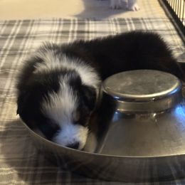 Australian Shepherd Puppies from Brody Aussies