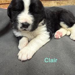 Clair - White and black female Newfoundland puppy in Goodhue, Minnesota from Claypits Newfoundlands