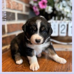 Miniature Australian Shepherd Puppies from Kizmit Farmz