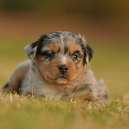 Flicker - Blue merle female Toy Australian Shepherd puppy in Hartman, Arkansas from Southern Edition Aussies