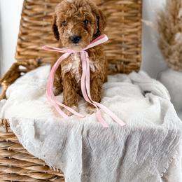 It's The Little Things- Fresh Flowers - Red  female Goldendoodle puppy in Russell Springs, Kentucky from Milk & Honey Doodles