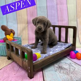 Aspen - Silver female Dilute Retriever puppy in Forest City, Iowa from Helm Labs