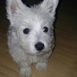 West Highland White Terrier Puppies from Westies of Creek's Bend