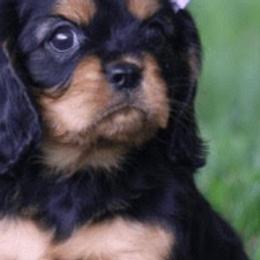 Cavalier King Charles Spaniels from Castle Rock Cavaliers