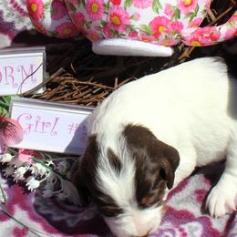 Girl 3 - Liver white and tan female English Springer Spaniel puppy in Bremerton, Washington from Huntin' Buddies