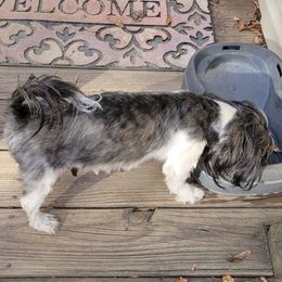 Jewels - Shih Tzu