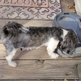 Jewels - Shih Tzu