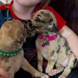 Eowyn - Harlequin female Great Dane puppy in Citra, Florida from AEW Farm