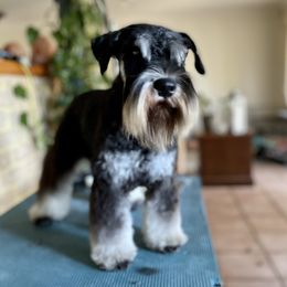 Khaleb - Miniature Schnauzer
