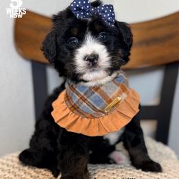 Gift - Tri-color female Bernedoodle puppy in Orange, Texas from Walk with Me Doodles