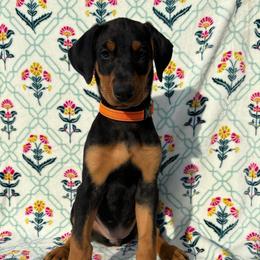 Francesca - Black and rust female Doberman Pinscher puppy in Coplay, Pennsylvania from By My Side Germans Shepherds & Dobermans