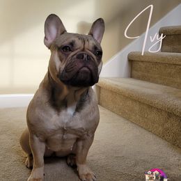 Ivy - French Bulldog