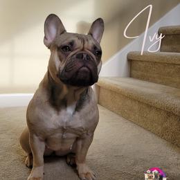 Ivy - French Bulldog