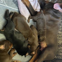 Beagle and Doberman Pinscher Puppies from Daisy Mountain Beagles