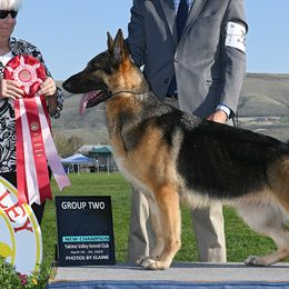 Dachshunds and German Shepherds from Avignon