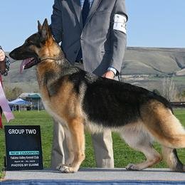 Dachshunds and German Shepherds from Avignon