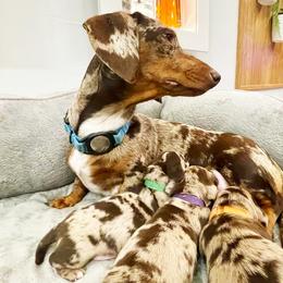 Kira - Dachshund