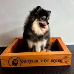 Arondir - Black and tan parti male Pomeranian puppy in Boca Raton, Florida from Poms of The Shire