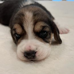 Wren - Black tan and white female Beagle puppy in Brownsboro, Texas from Willow Bark Beagles