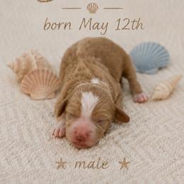 Dune - Parti male Goldendoodle puppy in Port Saint Lucie, Florida from Coastal Crown Doodles
