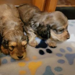 Dachshund Puppies from CLARK'S BREEDING PROGRAM