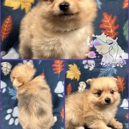 Black - Chocolate and tan male Pomeranian puppy in Terre Haute, Indiana from Divine Inspired Poms