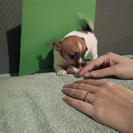 Lucky - Chocolate and white male Chihuahua puppy in Federalsburg, Maryland from Mobley Chihuahuas
