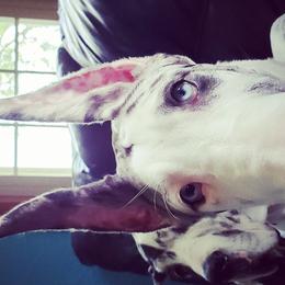 Great Danes and Miniature Bull Terriers from Iron Horse Kennel