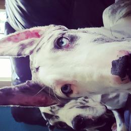 Great Danes and Miniature Bull Terriers from Iron Horse Kennel