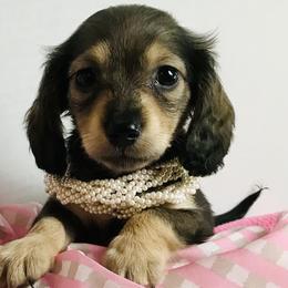 Dachshund Puppies from Northwest Dachshunds