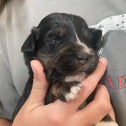 Indy - Black tri male Miniature American Shepherd puppy in Colorado Springs, Colorado from Valkyrie Adventures