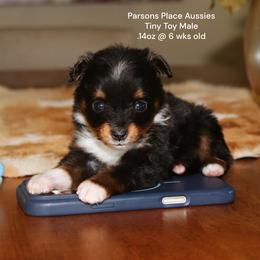 TEENY TINY - Black tri male Toy Australian Shepherd puppy in Chandler, Oklahoma from Parsons Place Aussies